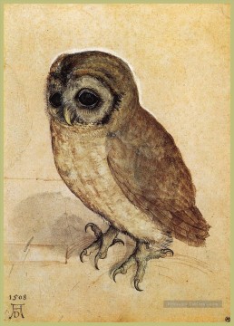  owl - Le petit hibou Albrecht Dürer